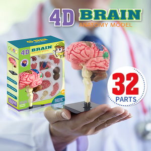 Diy组装4D人脑科学模型套件儿童学习益智玩具 - Product Image 4
