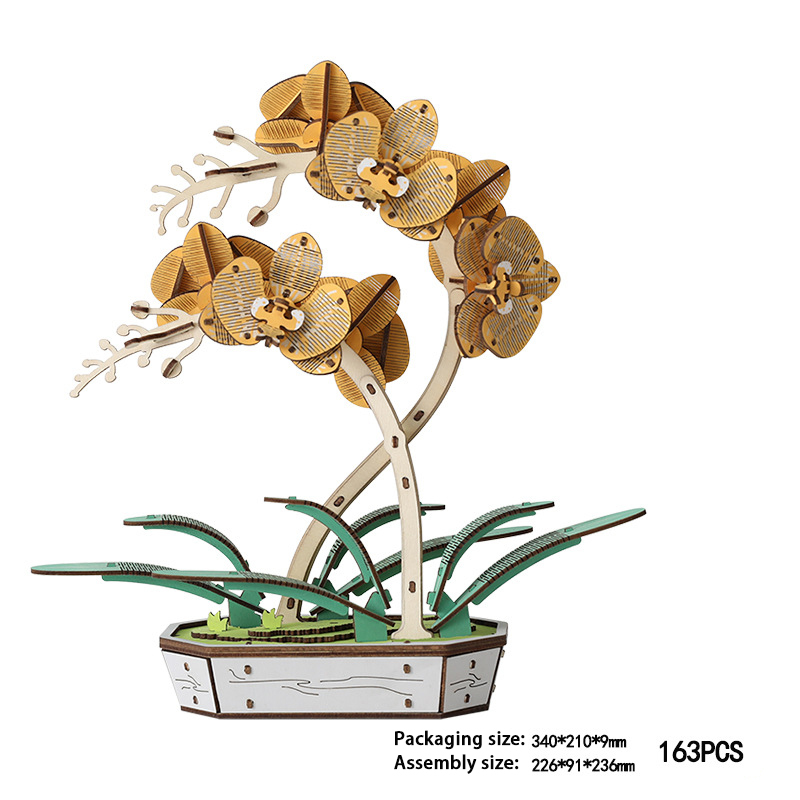 Phalaenopsis Orchid