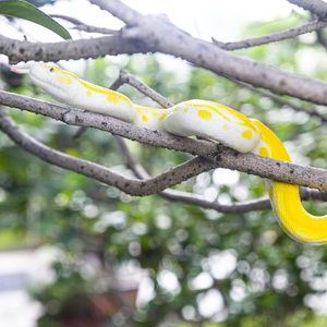 Realistico Python modello di azione serpente giocattolo in PVC morbido gomma Stress rilievo figurine per feste e scherzo di Halloween oggetti di scena - Product Image 2
