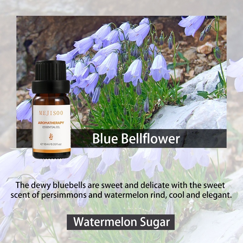 Blue Bellflower