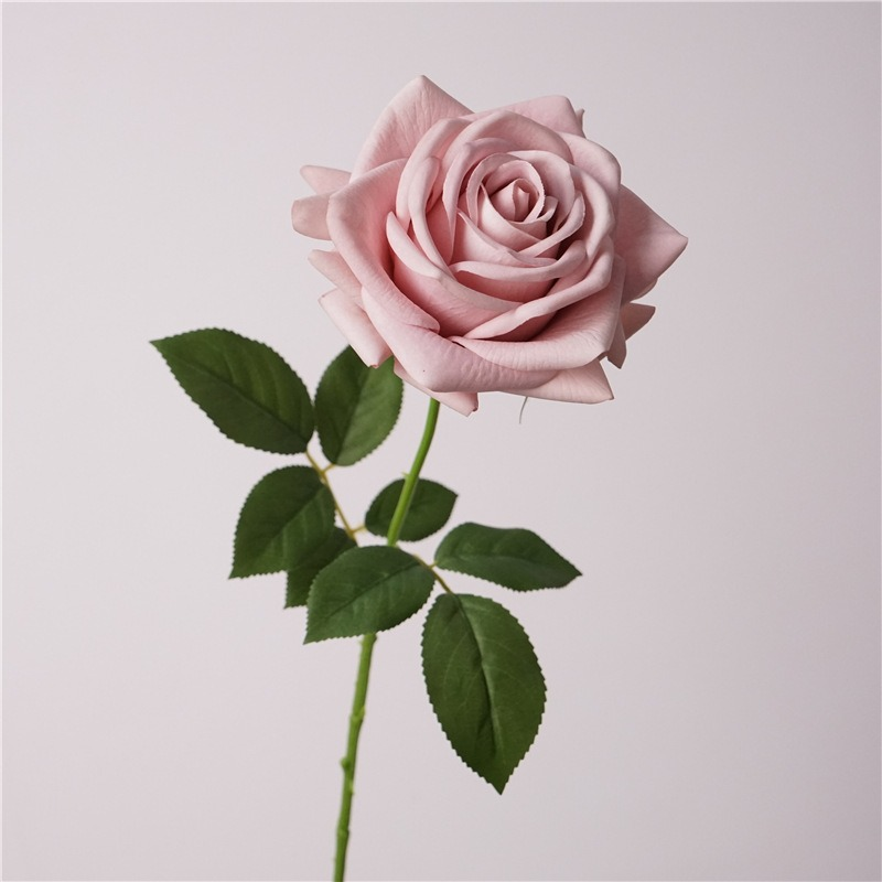 Rosa polvoriento