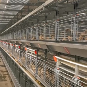 3/4層60/80鳥自動ブロイラーバッテリー鶏層ケージ1000ブロイラー鶏家禽農場用 - Product Image 6