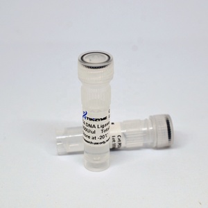 Tinzyme <strong>T4</strong> DNA Ligase Catalyzes Phosphodiester Bond Formation Between 5 Phosphate and 3 Hydroxyl Group - Product Image 4