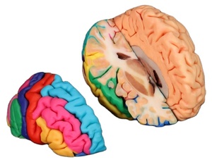 Digihuman 3D Printing Human Complete Brain Combination Section cervello umano modello 3D stampato aree funzionali del cervello - Product Image 2