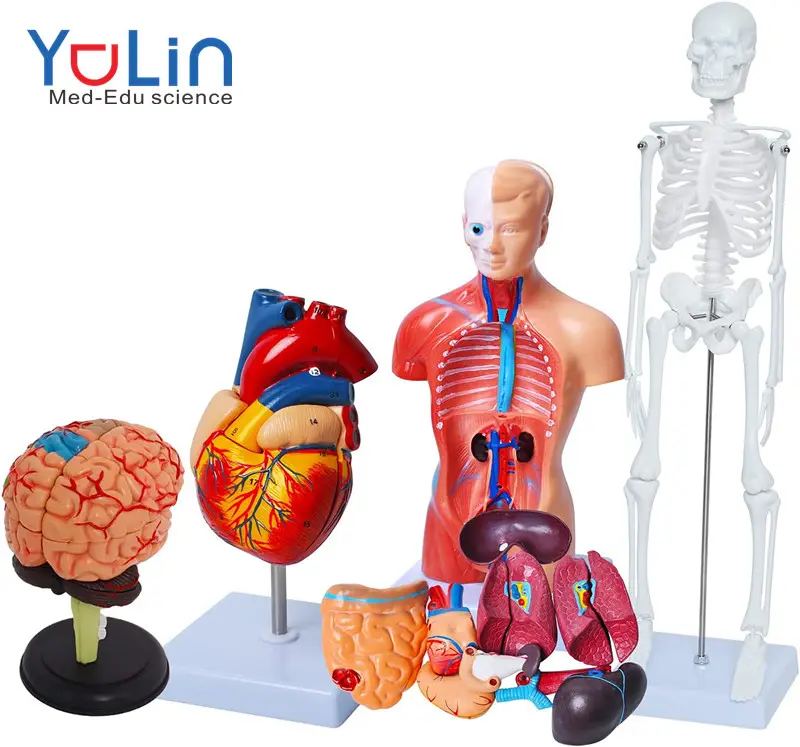 Modelos De Anatomia Humana Bundle Set Cérebro Torso Humano Corpo Esqueleto Modelo De Anatomia Do Coração Modelos Para Fisiologia Estudantes