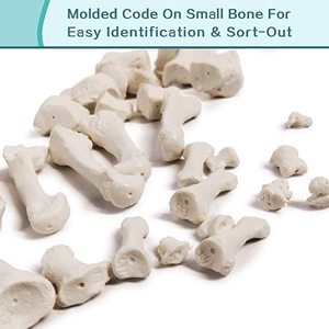 Último alto detalle 200 estructura ósea 67 alto modelo científico de anatomía esquelética humana para ciencia médica - Product Image 4