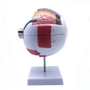 Tıbbi bilim öğretim 6 kez tam boy insan plastik anatomik 6 bölüm modeli göz - Product Image 2