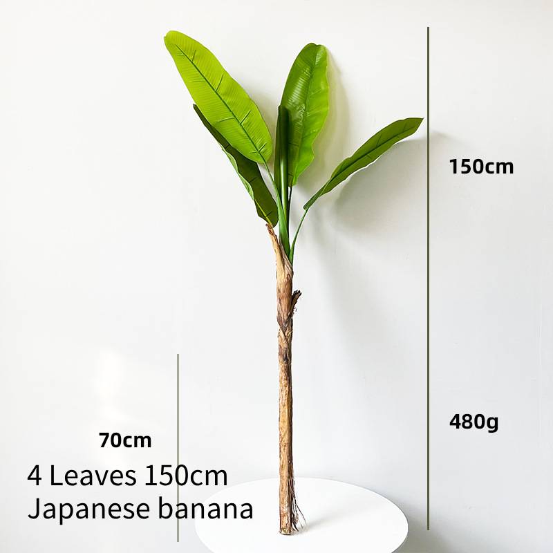 Japanese Banana 4 Leaves 150cm