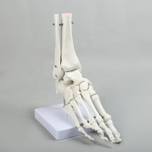 <strong>Human</strong> Bone Model Hand Bone Foot Bone Model Hospital Medical Educational Model - Product Image 4