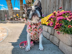 Personal isierte Vintage Flower <span class=keywords><strong>Dog</strong></span> Harness Atmungsaktive Luxus Simple Style Chinoiserie Floral <span class=keywords><strong>Dog</strong></span> Harness Weste - Product Image 5