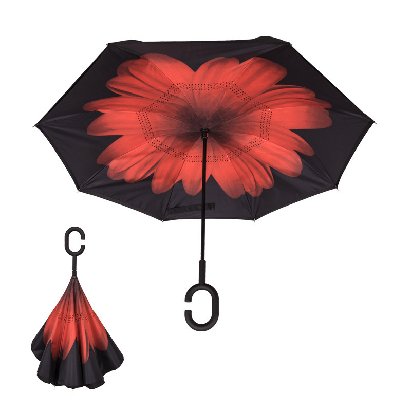 red chrysanthemum