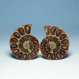 HZ Fósiles de amonita natural manteles individuales redondos rebanada de concha pulida Fósiles Conch - Product Image 3