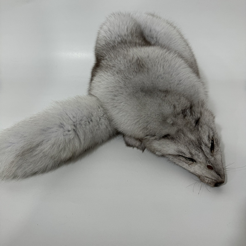 Blue fox