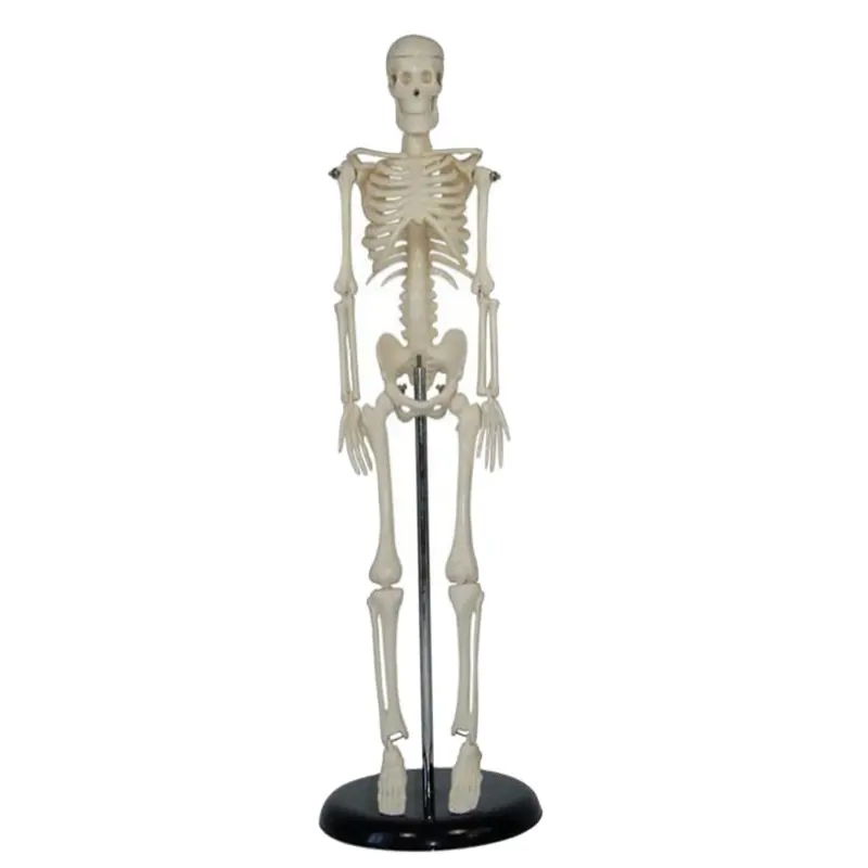 Modelo de esqueleto de cuerpo humano para enseñanza, plástico ADA-A1006, 42cm