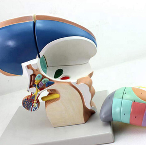 Insan plastik Diencephalon anatomik modeli öğrenme ve öğretme - Product Image 2