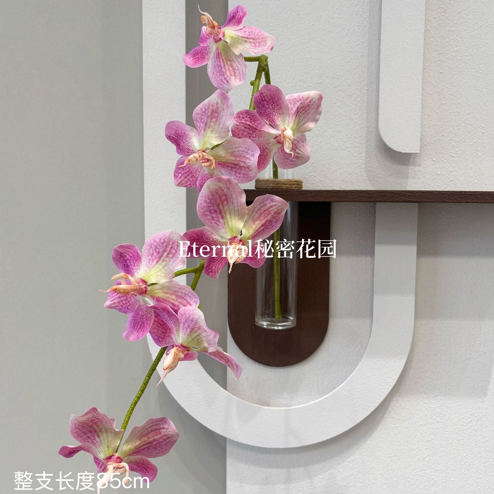 Vanda suspendue