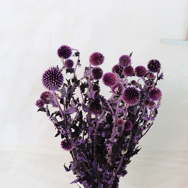 Pourpre