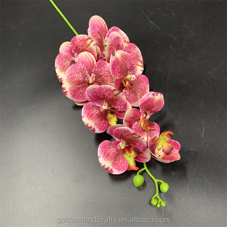 Rosa malva2