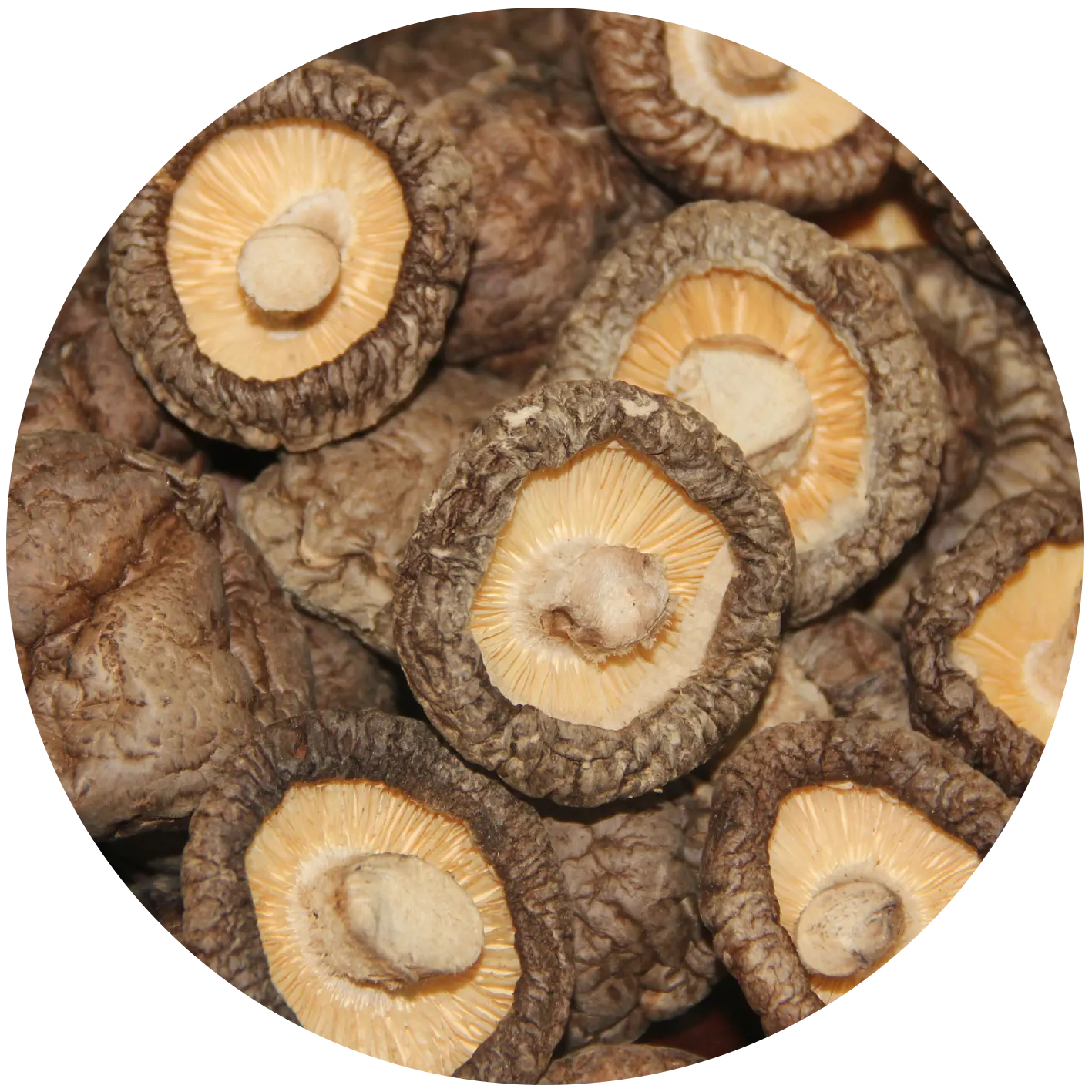 Commercio all'ingrosso essiccato Shiitake fungo pubblicità qualità materie prime leoni criniera fungo estratto di funghi secchi Shiitake prezzo Per Kg