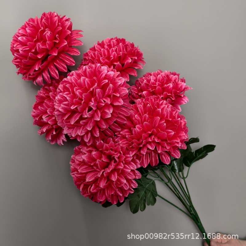 Chrysanthème boule rouge rosé