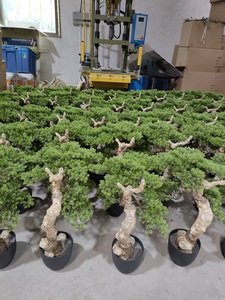 鉢植えの人工ヤッカの木人工木165cm - Product Image 2