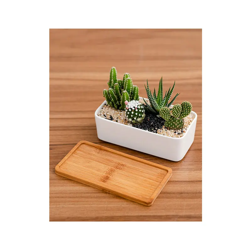 Concise Style Succulent Cactus White Ceramic Planters Salubrious Plant Cultivation Flower Pot And Bamboo Tray