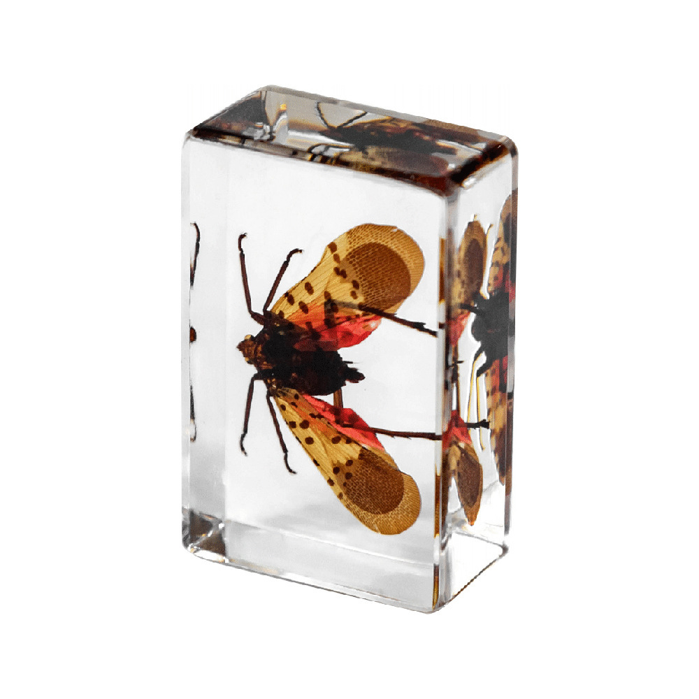 45cm trumpet spotted wax cicada