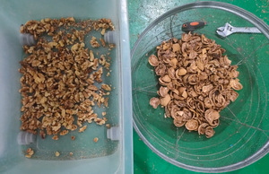 Belt type walnut color sorter <strong>machine</strong> color <strong>sorting</strong> <strong>machine</strong> <strong>for</strong> walnut separate <strong>shell</strong> from <strong>kernel</strong> - Product Image 5