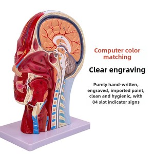 SUNNYMED SY-N027 PVC anatomik Model insan yüz sığ kas nörovasküler modeli cilt rengi manken hemşire eğitimi için - Product Image 4