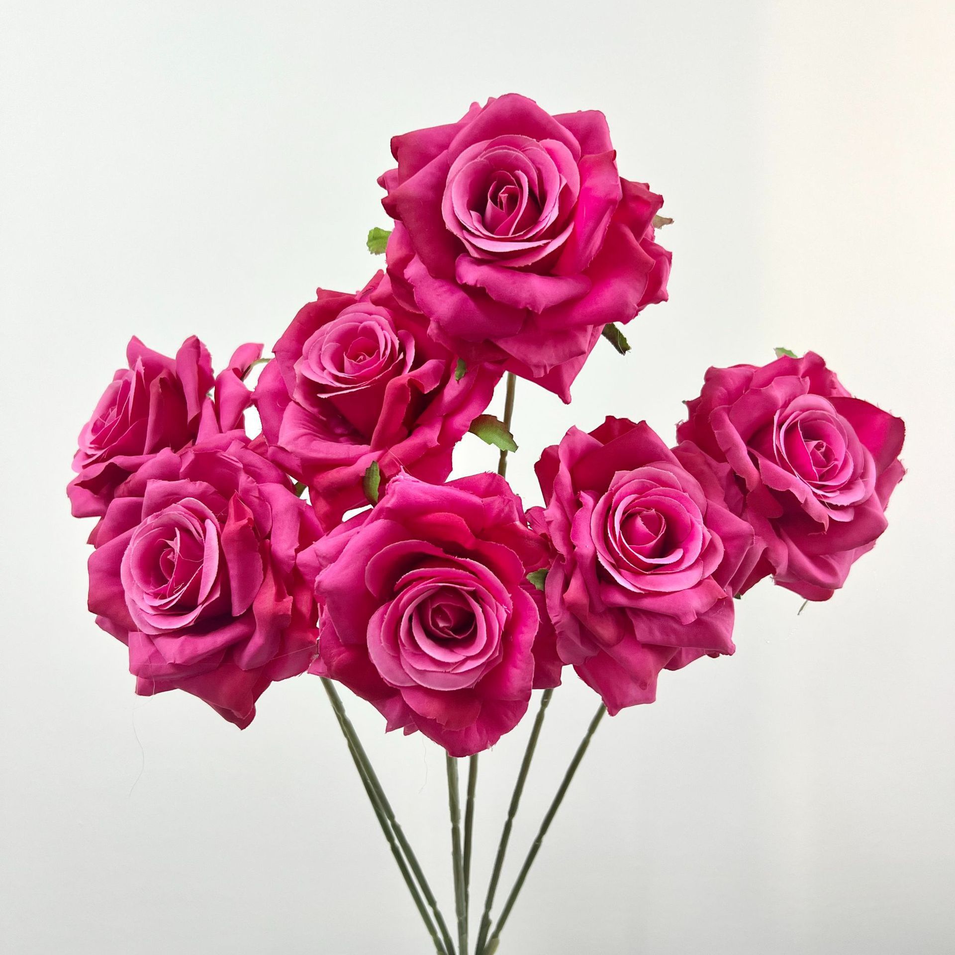 Rosa 1-rosa rosa