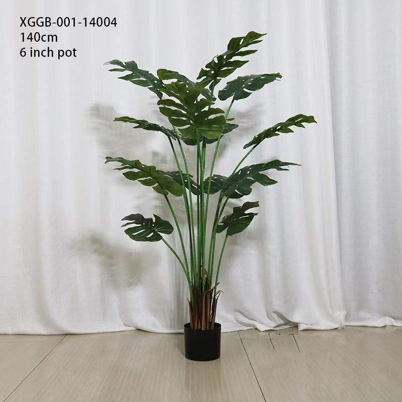 140 centimetri/Monstera