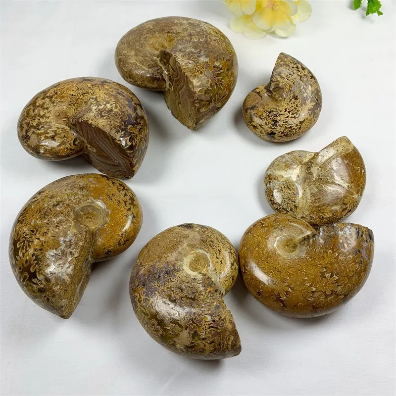 Grosir batu kristal fosil ammonite krisan alami untuk ornamen dan hadiah