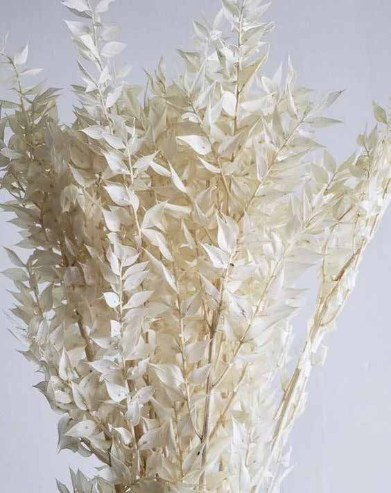 Ruscus italiano