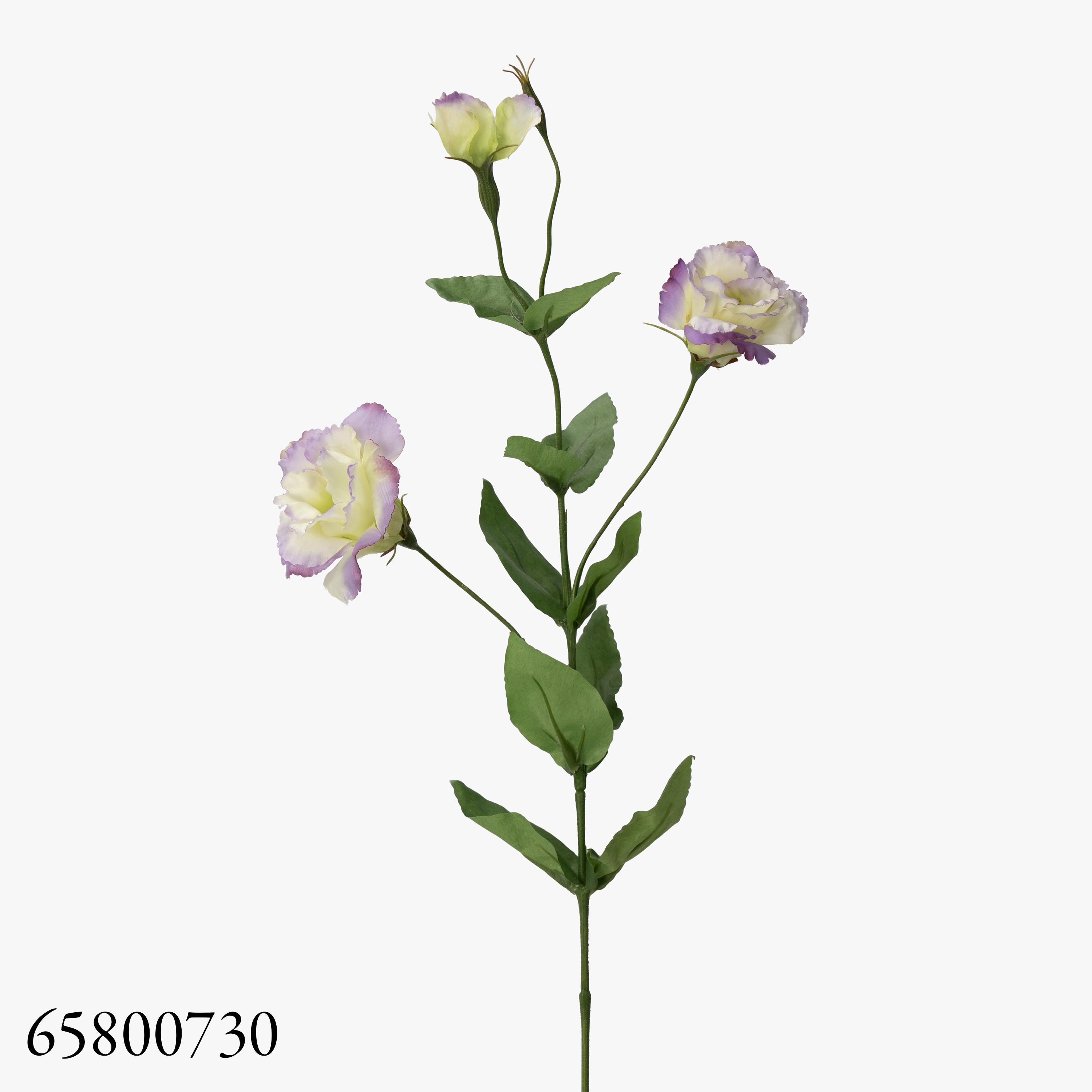 Violet730