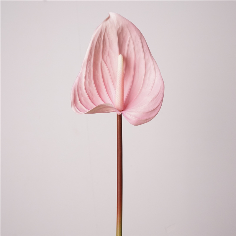 Anthurium à gomme tendre, couleur lait en poudre.