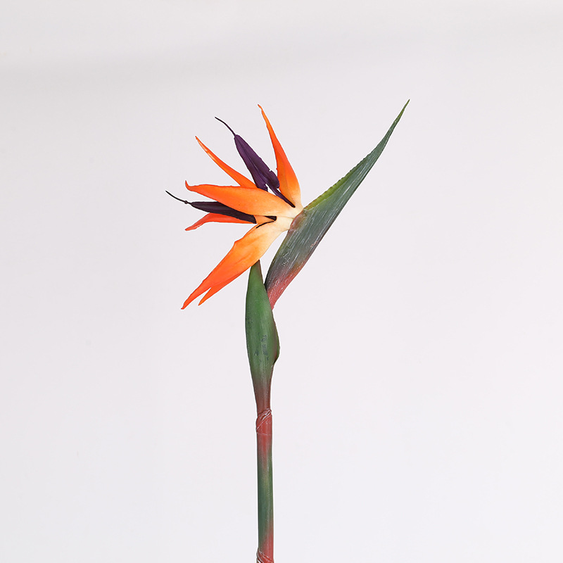 Oiseau de paradis moyen-orange