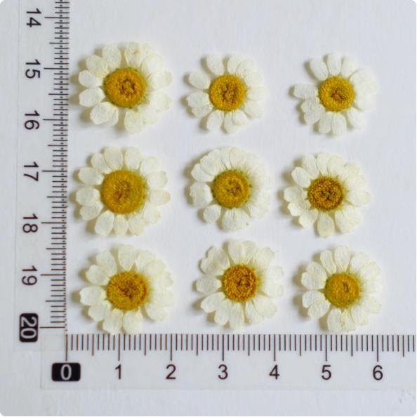 MH657-Natural White-12pcs