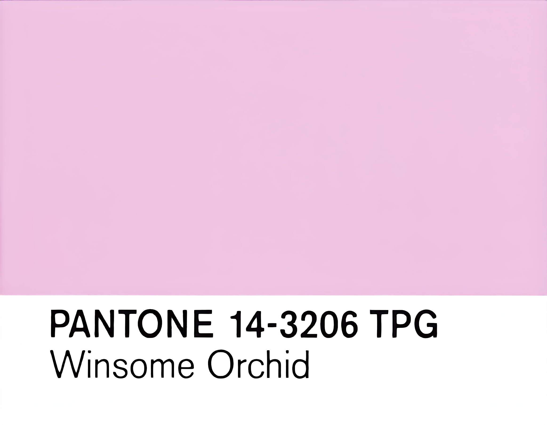 Winsome Orchid