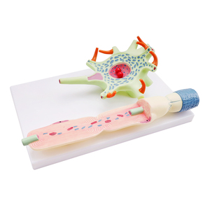 神経細胞拡大モデル-生物学的プラスチックモデル神経細胞モデル - Product Image 3