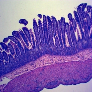 Toboganes de microscopio para niños y adultos, con cubiertas, para laboratorio médico, nivel de escuela media, 100 Uds. - Product Image 6