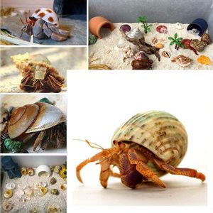 AMZ Choice 15PCS (6 Types) Natural Hermit Crab <strong>Shells</strong> for Medium and Large Hermit Crab Turbo Conch <strong>Shells</strong> - Product Image 3