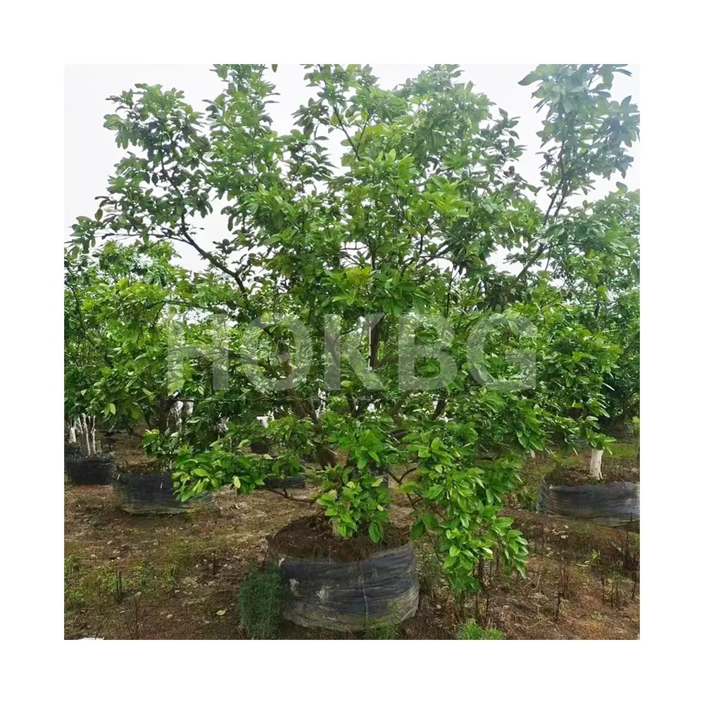 HOKBG vendita calda del sud arancio albero di piantare borsa per bambini all'aperto PP crescere borse per giardino decorativo grande e alto albero di piantagione