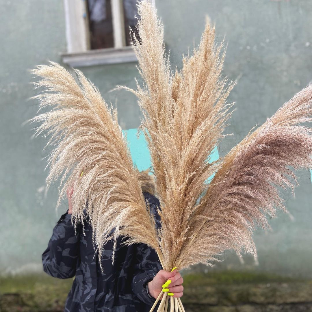 Pampas macho