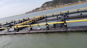 Balık kafesi floaters 6m 7m 8m 10m 12m 15m 20m nil levrek balık yetiştiriciliği kafesleri maliyeti