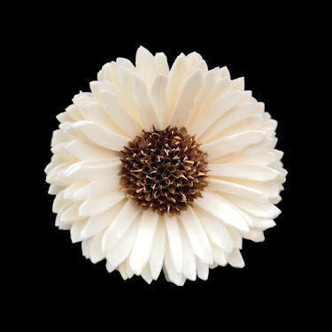 6cm gerbera-s619b06n