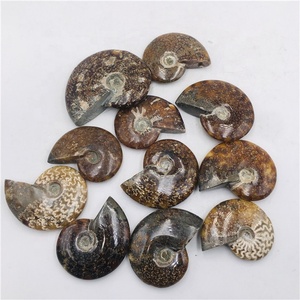 Fósil de amonita Natural, Caracol, para espécimen Mineral para decoración, venta al por mayor - Product Image 4