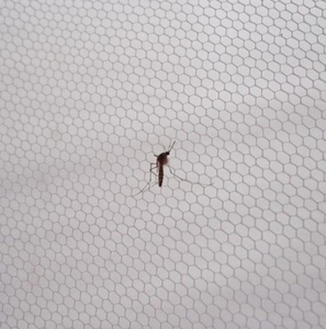 Mosquito <strong>Net</strong> Self Adhesive Window Screen <strong>Mesh</strong> DIY Insect for USA - Product Image 5