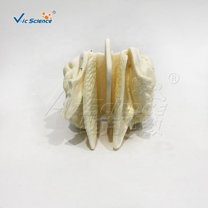 Cơ quan Mô hình giải phẫu mô hình cơ thể con người PVC nhựa <span class=keywords><strong>ethmoid</strong></span> mở rộng mô hình bộ xương cho giảng dạy y tế bộ xương người - Product Image 1