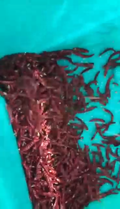 Indonesia Chilli <strong>Color</strong> Sorter Belt Type Chilli <strong>Sorting</strong> <strong>Machine</strong> with Full <strong>Color</strong> CCD <strong>Sensor</strong> Camera and Remote Function - Product Image 4