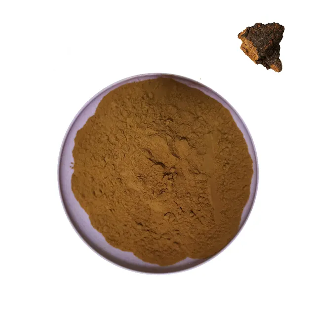 Oem 100% pó de extrato de cogumelo chaga puro